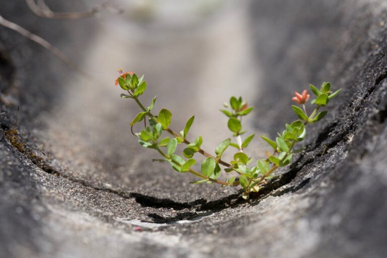 Striving vs. Thriving: Are You Just Surviving Well?